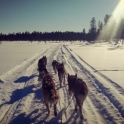 Husky safari, Kaamanen